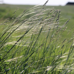 Stipa spartea