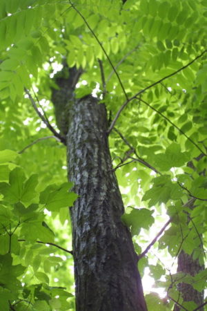 Juglans cinerea