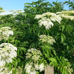 Sambucus canadensis