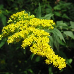 Solidago nemoralis