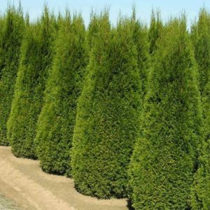 Thuja occidentalis