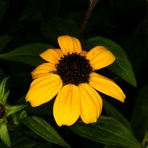 Rudbeckia hirst