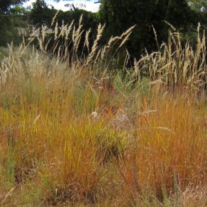 Sorghastrum nutans