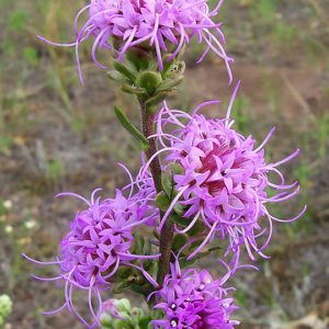 Liatris aspera